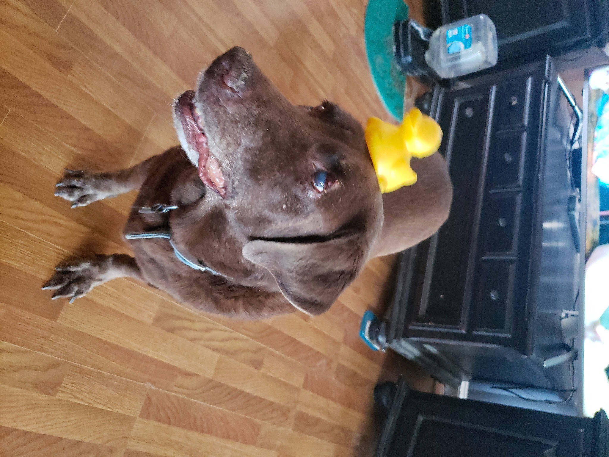 Charlie Valdes is registered to the contest to win money with this photo: canidae, carnivore, collar, companion_dog, dog, dog_breed, dog_collar, electric_blue, fawn, flooring, gas, guard_dog, hardwood, machine, snout, sporting_group, whiskers, wood, wood_stain, working_animal