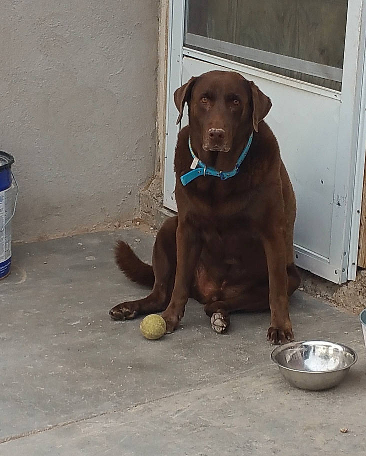 Charlie Valdes joined the competition — help win amazing prizes! canidae, carnivore, collar, companion_dog, dog, dog_breed, dog_collar, dog_supply, door, fawn, flooring, gun_dog, liver, pet_supply, retriever, snout, sporting_group, tail, wood, working_animal