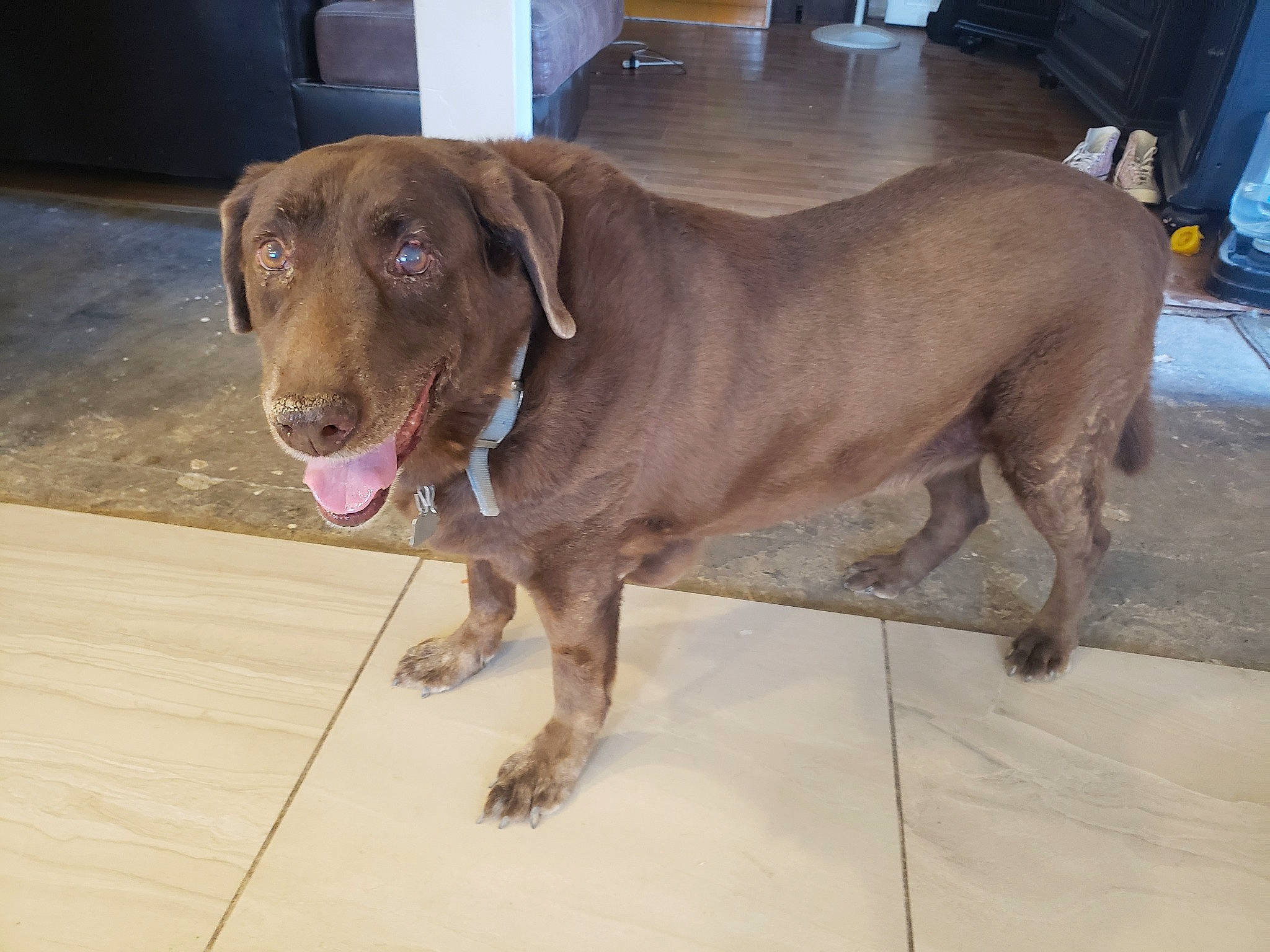 Charlie Valdes joined the competition — help win amazing prizes! borador, canidae, carnivore, collar, companion_dog, dog, dog_breed, dog_collar, fawn, flooring, fur, gun_dog, labrador_retriever, leash, liver, pet_supply, retriever, snout, whiskers, working_animal