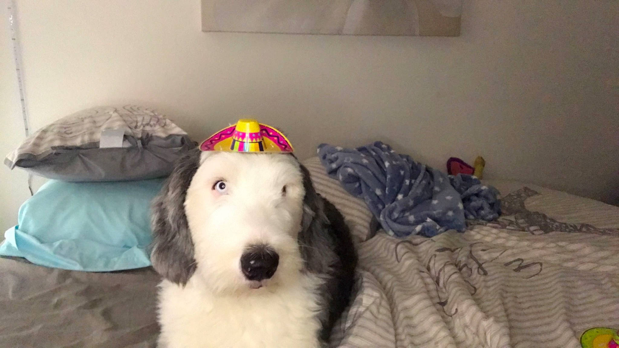 Teddy is registered to the contest to win money with this photo: ball, canidae, carnivore, comfort, companion_dog, couch, dog, dog_breed, dog_supply, fur, livestock_guardian_dog, non_sporting_group, room, snout, spaniel, sporting_group, standard_poodle, toy, vertebrate, working_animal