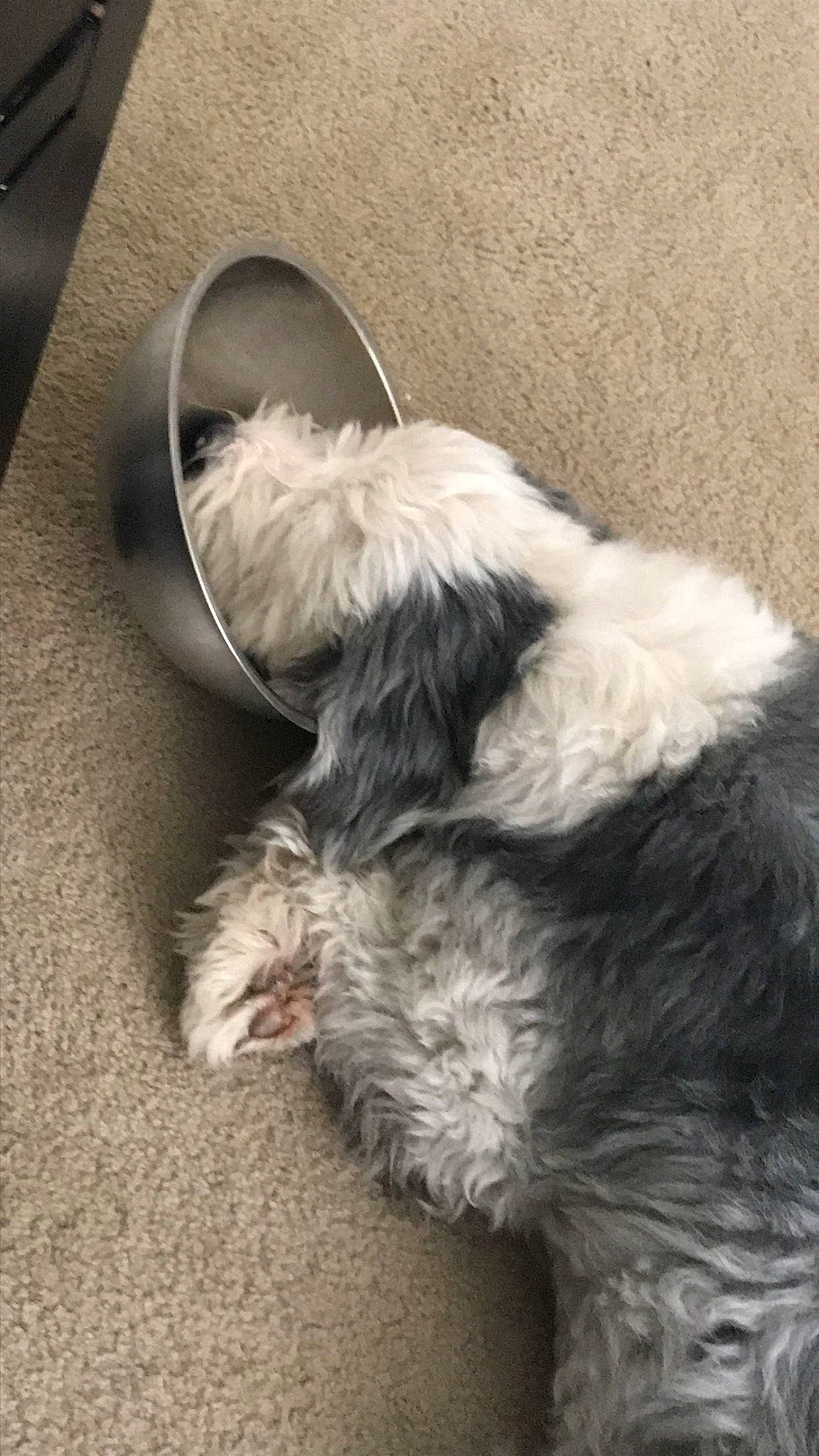 Teddy joined the competition — help win amazing prizes! canidae, carnivore, comfort, companion_dog, dog, dog_breed, dog_collar, dog_supply, fur, liver, maltepoo, nap, non_sporting_group, paw, poodle_crossbreed, small_terrier, sporting_group, tail, terrier, toy_dog