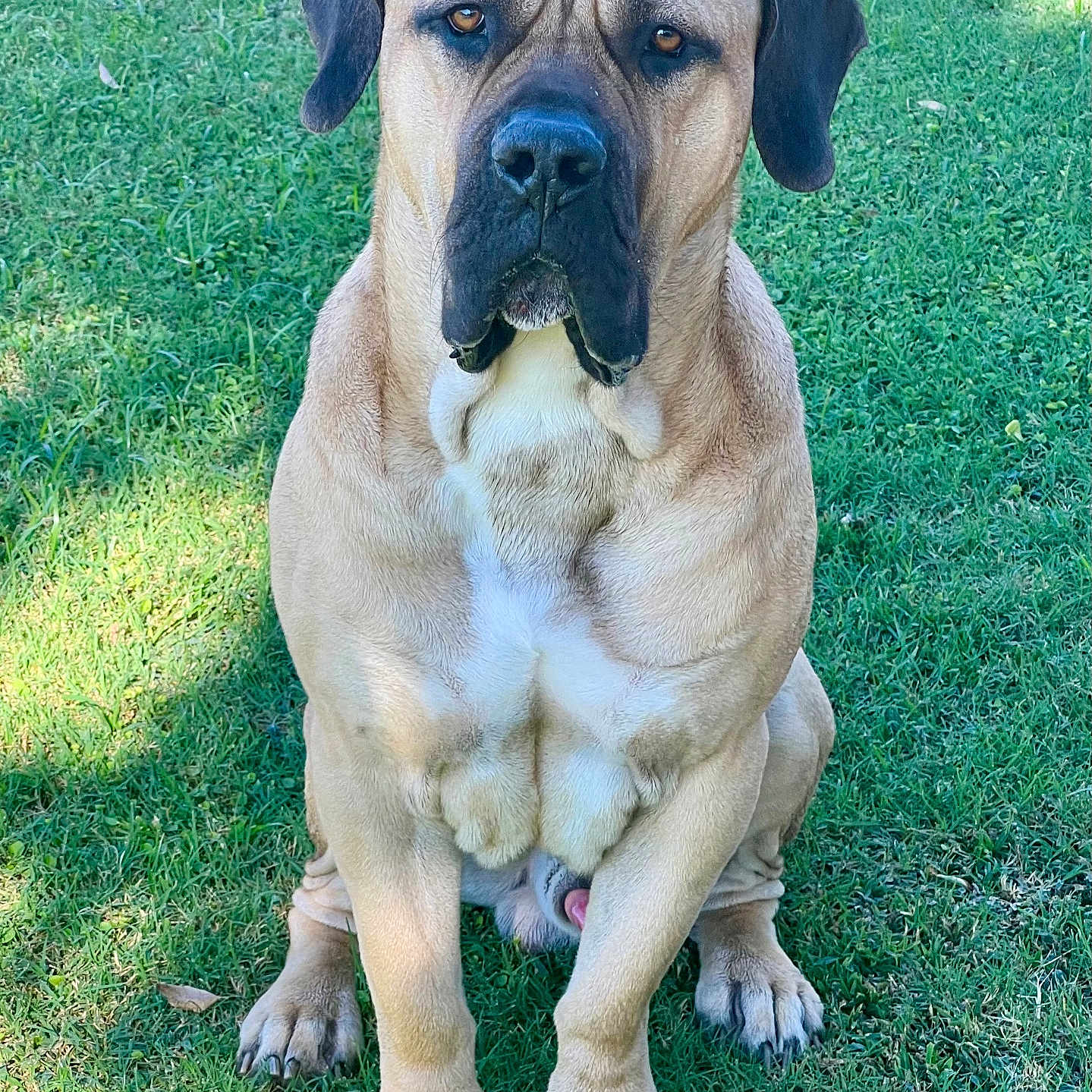 Stallone is registered to the contest to win money with this photo: animal, boxer, bulldog, canine, dog, field, frenchbulldog, grass, grassland, greatdane, hound, labradorretriever, lawn, nature, outdoors, pet, pitbull, plant, puppy, snout