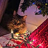 animal, cat, christmas_lights, christmas_tree, closeup, cozy, curious, decorations, feline, festive, fur, green, holiday, indoor, pet, red, soft, twinkling_lights, warm_lighting, white