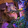 animal, background_blur, cat, celebration, christmas_tree, closeup, colorful_lights, cozy, curious, decorations, festive, fur, holiday_lights, holiday_season, indoor, needle_branches, pet, soft_texture, warm_lighting, whiskers