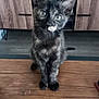 animal, cabinet, cat, closeup, curious, cute, domestic_cat, ears, electronics, feline, floor, indoor, kitten, looking, pet, sitting, tortoiseshell, whiskers, wooden_table, young