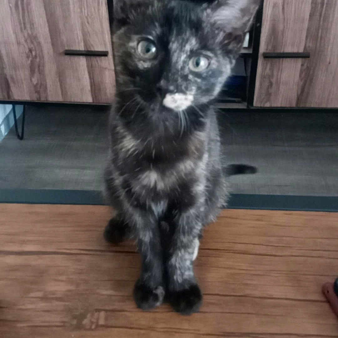Atina participe au concours pour gagner de l'argent avec cette photo : animal, cabinet, cat, closeup, curious, cute, domestic_cat, ears, electronics, feline, floor, indoor, kitten, looking, pet, sitting, tortoiseshell, whiskers, wooden_table, young