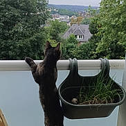 Atina a rejoint le concours — aidez-le/la à gagner de superbes lots ! cat, animal, balcony, plant, grass, wooden_crate, outdoor, tree, house, sky, nature, pet, curious, feline, railing, greenery, daytime, standing, window, urban