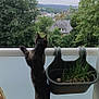 cat, animal, balcony, plant, grass, wooden_crate, outdoor, tree, house, sky, nature, pet, curious, feline, railing, greenery, daytime, standing, window, urban