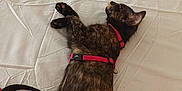 Atina a rejoint le concours — aidez-le/la à gagner de superbes lots ! cat, tortoiseshell_cat, bed, white_bed_sheet, harness, pet, indoor, resting, sleeping, animal, feline, striped, fur, tail, black, brown, red, leisure, relaxation, domestic
