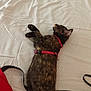 cat, tortoiseshell_cat, bed, white_bed_sheet, harness, pet, indoor, resting, sleeping, animal, feline, striped, fur, tail, black, brown, red, leisure, relaxation, domestic