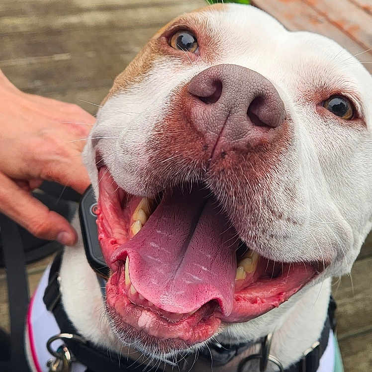 Tacoma is registered to the contest to win money with this photo: adult, animal, boxer, bulldog, canine, clothing, dog, electronics, face, head, hound, male, man, mobilephone, pants, person, pet, photography, pitbull, portrait