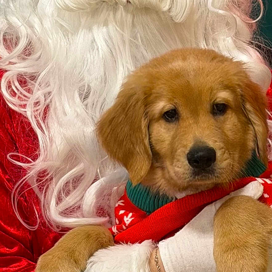 Chooch joined the competition — help win amazing prizes! beard, celebration, christmas, costume, cute, dog, festive, glasses, holding, holiday, indoor, person, pet, portrait, puppy, red_clothing, santa_claus, smiling_eyes, warm, white_fur