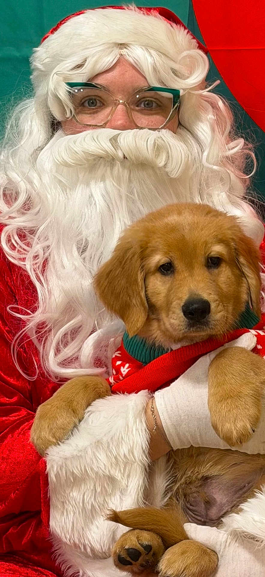 Chooch joined the competition — help win amazing prizes! person, dog, puppy, santa_claus, costume, glasses, beard, red_clothing, white_fur, holiday, christmas, festive, cute, pet, holding, smiling_eyes, indoor, portrait, warm, celebration