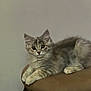Stevie is registered to the contest to win money with this photo: kitten, cat, feline, animal, pet, indoor, stool, furniture, cushion, fur, whiskers, ears, paws, relaxed, cute, young, domestic, portrait, mammal, resting