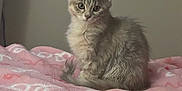 Stevie joined the competition — help win amazing prizes! kitten, cat, pet, fluffy, cute, animal, indoor, bed, blanket, pink, soft, fur, young, domestic, small, curious, sitting, cozy, relaxed, cute_pet
