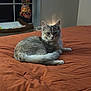 Stevie joined the competition — help win amazing prizes! cat, gray_cat, bed, orange_bedspread, indoor, window, curtains, pet_bed, feline, resting, cozy, domestic_animal, fur, looking_at_camera, cute, animal, household, relaxed, whiskers, tail