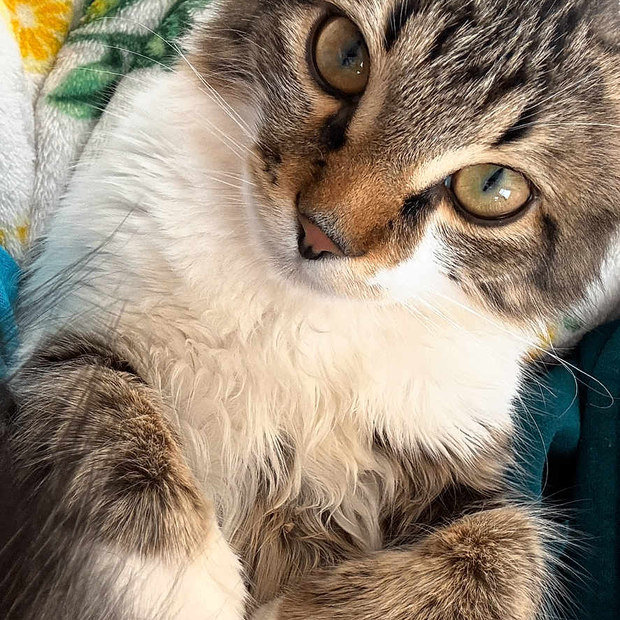 Remi