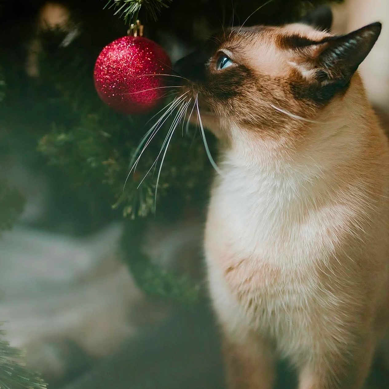 Stitch joined the competition — help win amazing prizes! animal, cat, christmas, christmasdecorations, christmastree, christmastreeornaments, conifer, festival, flower, kitten, pet, plant, pottedplant, rose, siamese, tree