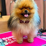 Loki a rejoint le concours — aidez-le/la à gagner de superbes lots ! adorable, animal, bow_tie, close_up, companion, cute, dog, domestic_animal, fluffy, fur, happy, indoor, mammal, pet, pink_mat, pomeranian, small_dog, smiling, standing, tongue_out