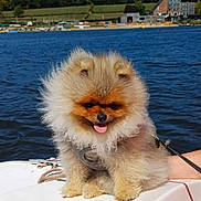 Loki participe au concours pour gagner de l'argent avec cette photo : animal, boat, daytime, dog, fluffy, fur, happy, lake, leash, nature, outdoor, pet, pomeranian, scenic, sky, small_dog, summer, sunny, tongue_out, water