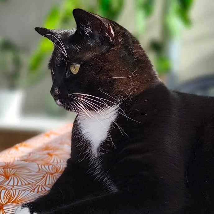 Stitch Alias Smoking participe au concours pour gagner de l'argent avec cette photo : animal, background_blur, black_cat, calm, cat, closeup, domestic_cat, feline, fur, indoor, natural_light, orange, patterned_surface, pet, plant, relaxed, side_profile, whiskers, white, white_chest