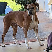 Payton joined the competition — help win amazing prizes! animal, backyard, brown, canine, concrete, curious, daylight, dog, ears, four_legs, greenery, outdoor, pet, porch, propane_tank, quiet, sidewalk, standing, tail, white