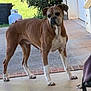 animal, backyard, brown, canine, concrete, curious, daylight, dog, ears, four_legs, greenery, outdoor, pet, porch, propane_tank, quiet, sidewalk, standing, tail, white
