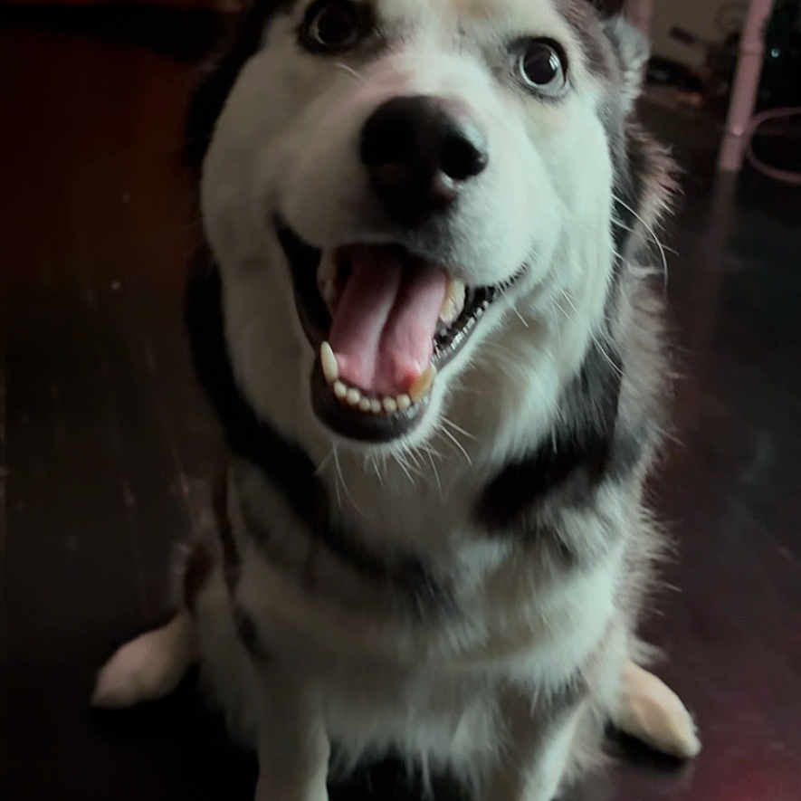 Bella joined the competition — help win amazing prizes! animal, bodypart, canine, collie, dog, eskimodog, finger, hardwood, hound, husky, labradorretriever, mouth, person, pet, puppy, sphere, teeth, terrier, tongue, wood