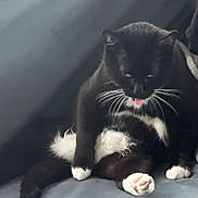 Daudau is registered to the contest to win money with this photo: cat, black_and_white, tuxedo_cat, pet, animal, whiskers, paw, pink_paw_pads, feline, cute, sitting, indoors, fur, relaxed, tongue, soft_surface, cozy, domestic_cat, playful, pet_life