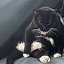 cat, black_and_white, tuxedo_cat, pet, animal, whiskers, paw, pink_paw_pads, feline, cute, sitting, indoors, fur, relaxed, tongue, soft_surface, cozy, domestic_cat, playful, pet_life