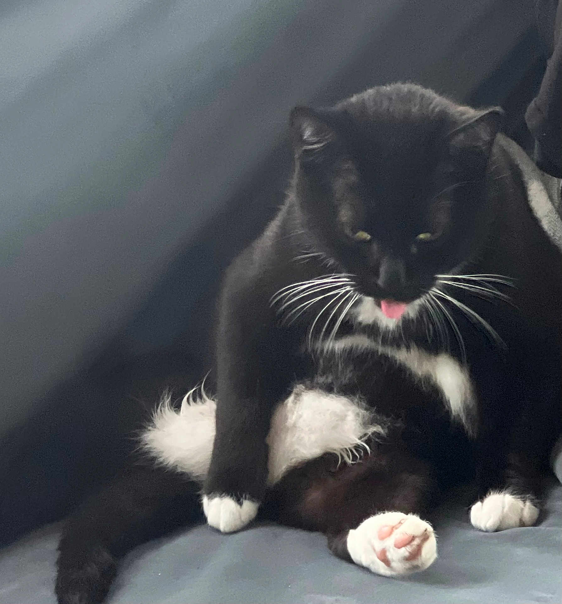 Daudau is registered to the contest to win money with this photo: cat, black_and_white, tuxedo_cat, pet, animal, whiskers, paw, pink_paw_pads, feline, cute, sitting, indoors, fur, relaxed, tongue, soft_surface, cozy, domestic_cat, playful, pet_life