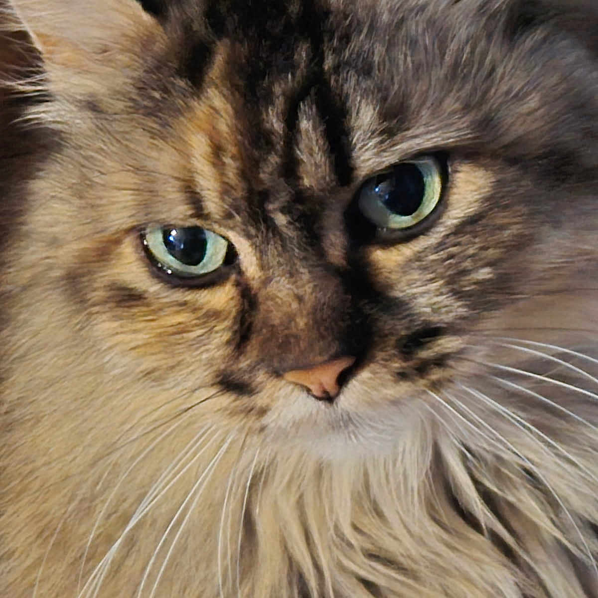 Caline participe au concours pour gagner de l'argent avec cette photo : alert, animal, brown, cat, close_up, cream, cute, domestic_cat, face, feline, fluffy, fur, green_eyes, indoor, looking, mammal, pet, portrait, soft, whiskers