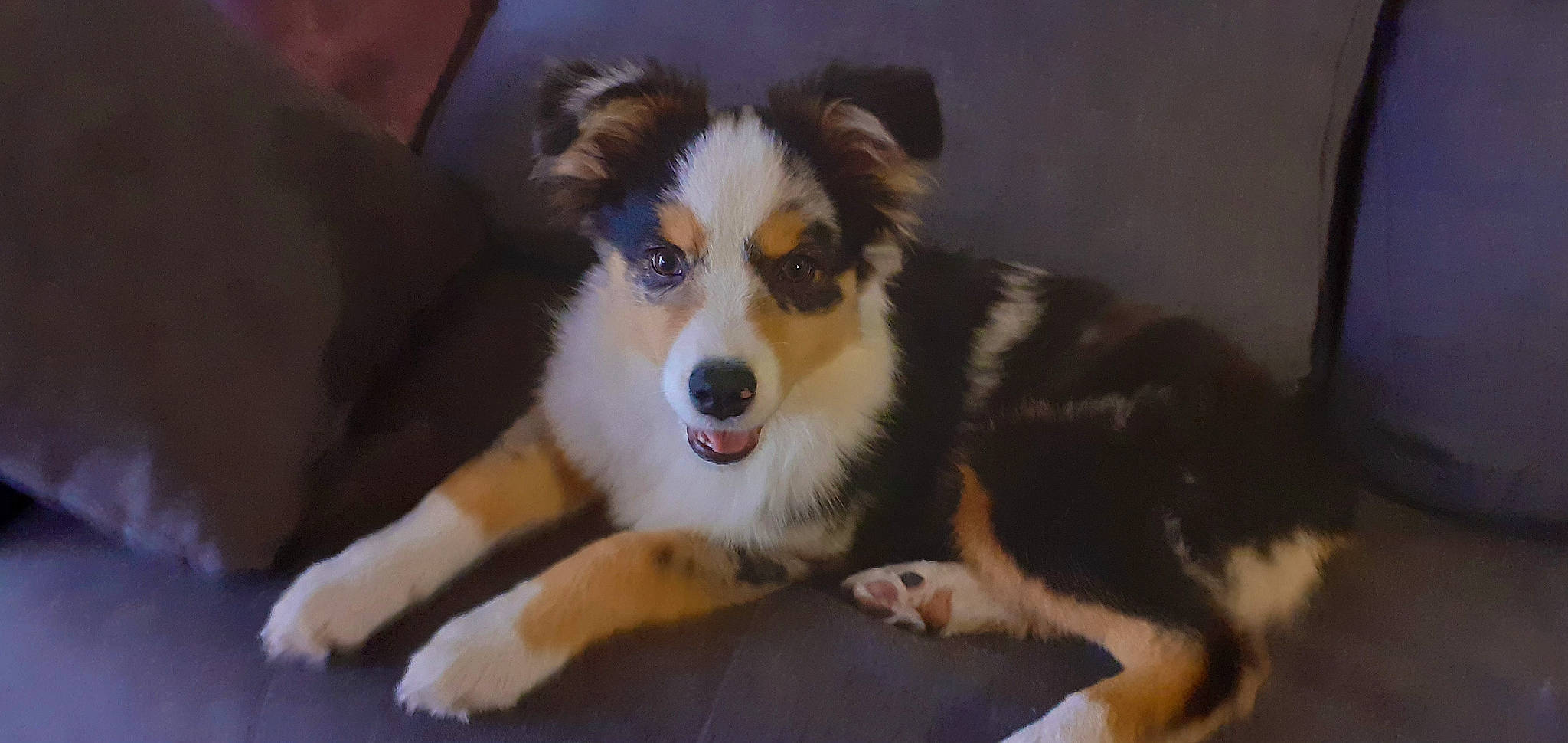 Thea a rejoint le concours — aidez-le/la à gagner de superbes lots ! australian_collie, australian_shepherd, ball, canidae, carnivore, companion_dog, dog, dog_breed, fur, herding_dog, puppy, sporting_group, terrestrial_animal, whiskers, working_animal, working_dog