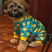 Nala Bear is registered to the contest to win money with this photo: puppy, dog, clothing, onesie, blue, yellow, rubber_duck, floor, wooden_floor, indoor, pet, fur, cute, sitting, small_dog, animal, canine, furry, adorable, costume