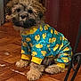 puppy, dog, clothing, onesie, blue, yellow, rubber_duck, floor, wooden_floor, indoor, pet, fur, cute, sitting, small_dog, animal, canine, furry, adorable, costume