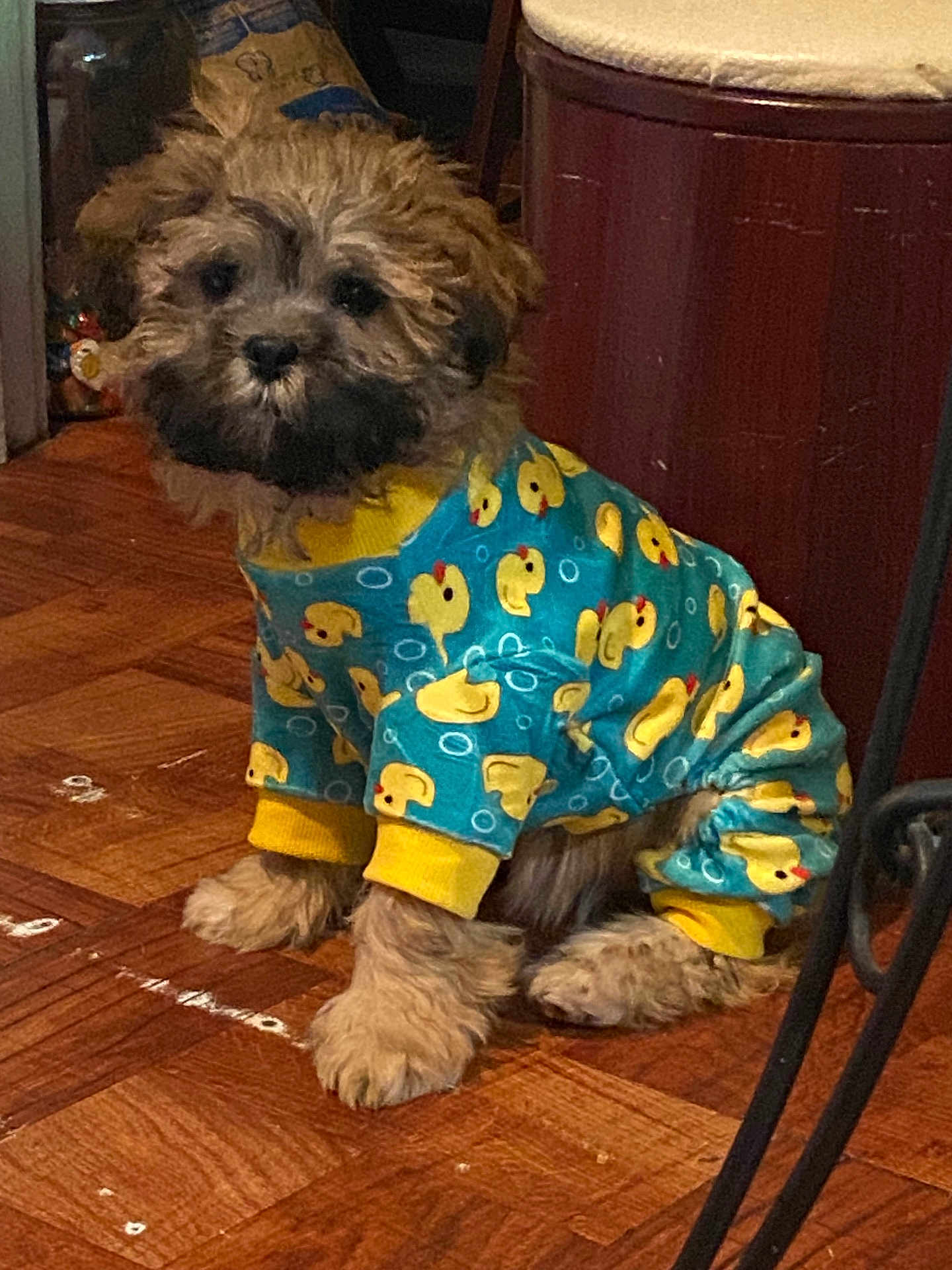 Nala Bear is registered to the contest to win money with this photo: puppy, dog, clothing, onesie, blue, yellow, rubber_duck, floor, wooden_floor, indoor, pet, fur, cute, sitting, small_dog, animal, canine, furry, adorable, costume