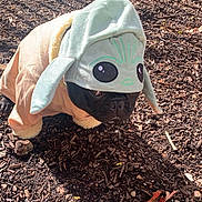Dakoda is registered to the contest to win money with this photo: dog, costume, hood, baby_yoda, outdoor, mulch, pet, black_dog, animal, cute, small_dog, clothing, fur, paws, ground, sunlight, shadows, ears, face, expression