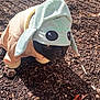 dog, costume, hood, baby_yoda, outdoor, mulch, pet, black_dog, animal, cute, small_dog, clothing, fur, paws, ground, sunlight, shadows, ears, face, expression