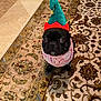 dog, pug, costume, elf_hat, bandana, black_dog, carpet, indoor, pet, cute, animal, looking_up, floor, patterned_rug, festive, holiday, small_dog, adorable, sitting, portrait