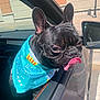 dog, french_bulldog, car, window, birthday_bandana, tongue_out, pet, sunlight, outdoor, animal, black_dog, canine, celebration, side_mirror, close_up, cute, portrait, happy, pet_accessory, vehicle