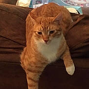 Arthur joined the competition — help win amazing prizes! cat, orange_tabby, couch, indoor, pet, feline, relaxed, stretching, paw, fur, home, living_room, tissue_box, brown, patterned_rug, domestic_animal, whiskers, ears, nose, sitting