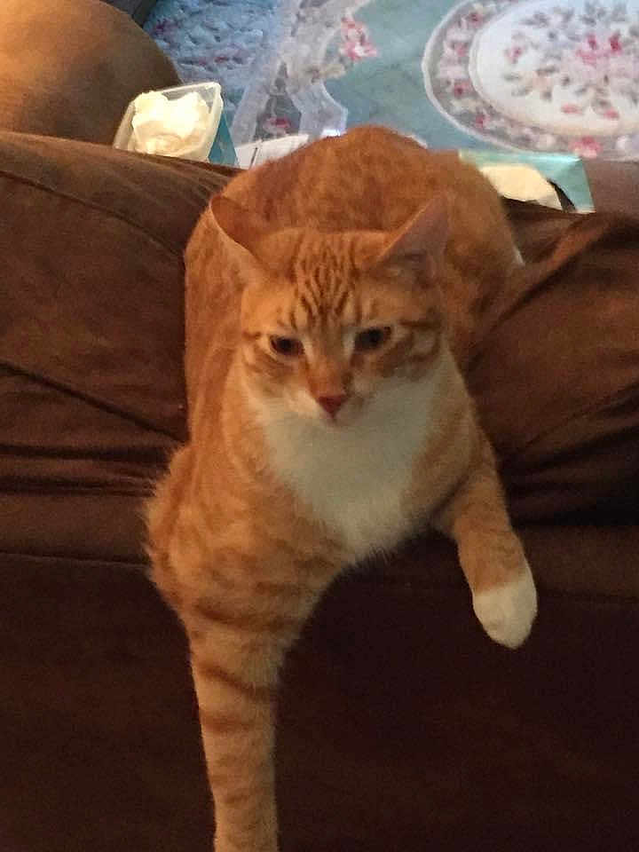 Arthur joined the competition — help win amazing prizes! cat, orange_tabby, couch, indoor, pet, feline, relaxed, stretching, paw, fur, home, living_room, tissue_box, brown, patterned_rug, domestic_animal, whiskers, ears, nose, sitting