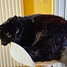 cat, black_cat, fluffy, long_hair, pet, feline, animal, yellow_eyes, green_eyes, sitting, lounging, cat_tree, scratching_post, indoors, home, radiator, window, curtain, wood_floor, portrait