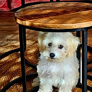 Aïden participe au concours pour gagner de l'argent avec cette photo : adorable, black_metal_legs, cozy, curious, cute, dog, floor, fluffy, home, indoor, pet, puppy, rug, shadow, sitting, small_dog, table, white_dog, wooden_table, woven_rug