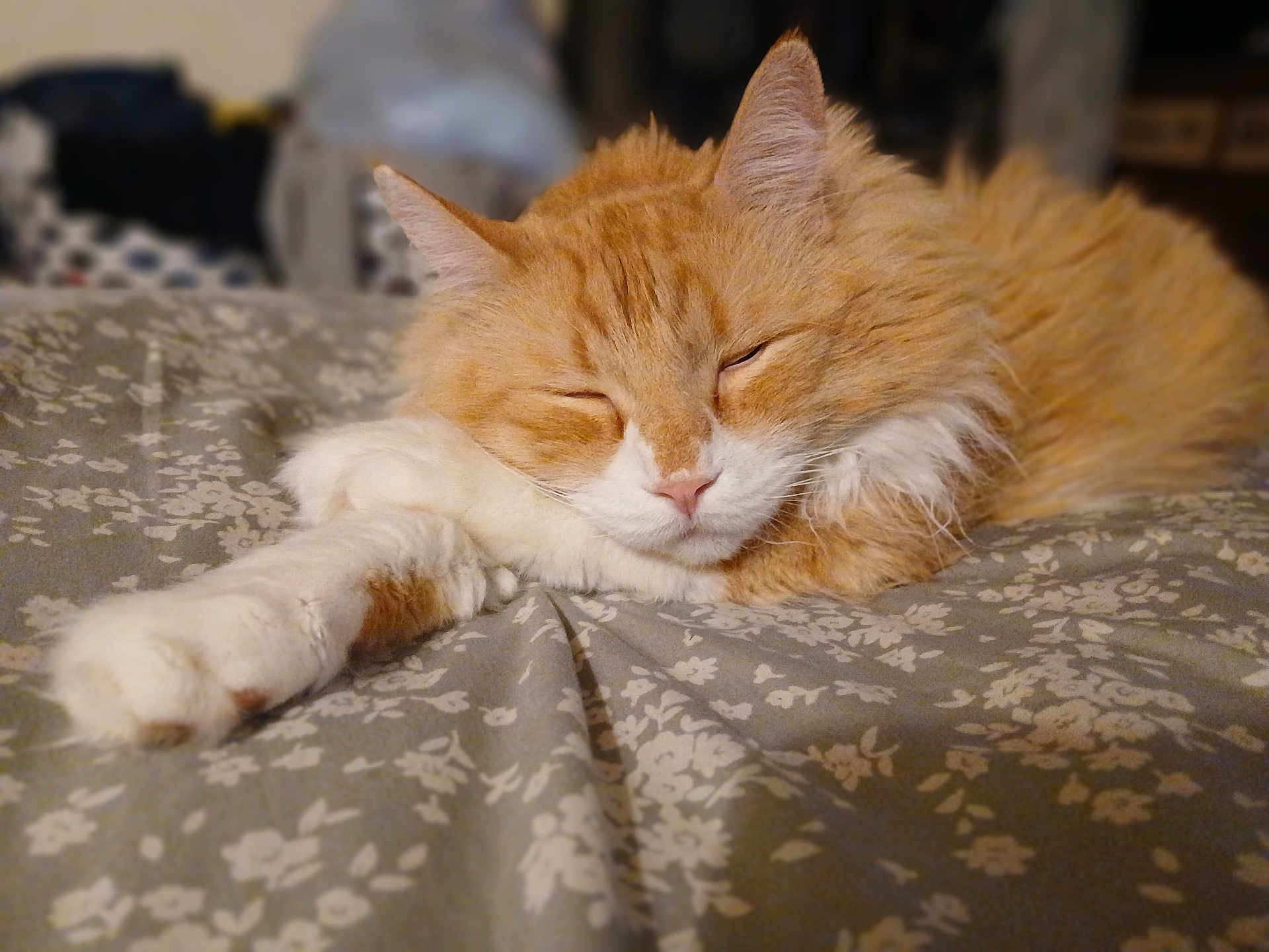 Curtis Jackson joined the competition — help win amazing prizes! cat, ginger_cat, white_fur, sleeping, resting, bedspread, floral_pattern, paw, fur, domestic_cat, close_up, indoor, cozy, relaxed, animal, pet, whiskers, cute, feline, soft