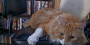 Curtis Jackson is registered to the contest to win money with this photo: cat, orange_cat, white_paw, chair, bookshelf, books, dvd, indoor, pet, feline, furry, relaxed, lounging, domestic_animal, animal, home, cozy, curious, black_chair, fur