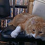 cat, orange_cat, white_paw, chair, bookshelf, books, dvd, indoor, pet, feline, furry, relaxed, lounging, domestic_animal, animal, home, cozy, curious, black_chair, fur