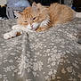 Curtis Jackson joined the competition — help win amazing prizes! cat, orange_cat, white_cat, fluffy, bed, bedspread, floral_pattern, indoor, relaxed, sleepy, pet, animal, feline, paw, resting, cozy, household, furniture, blanket, domestic
