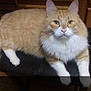 Curtis Jackson is registered to the contest to win money with this photo: animal, cat, close_up, cute, domestic_cat, fluffy, fur, furniture, indoor, looking_at_camera, mammal, orange_cat, paws, pet, relaxed, stool, whiskers, white_cat, wooden, yellow_eyes