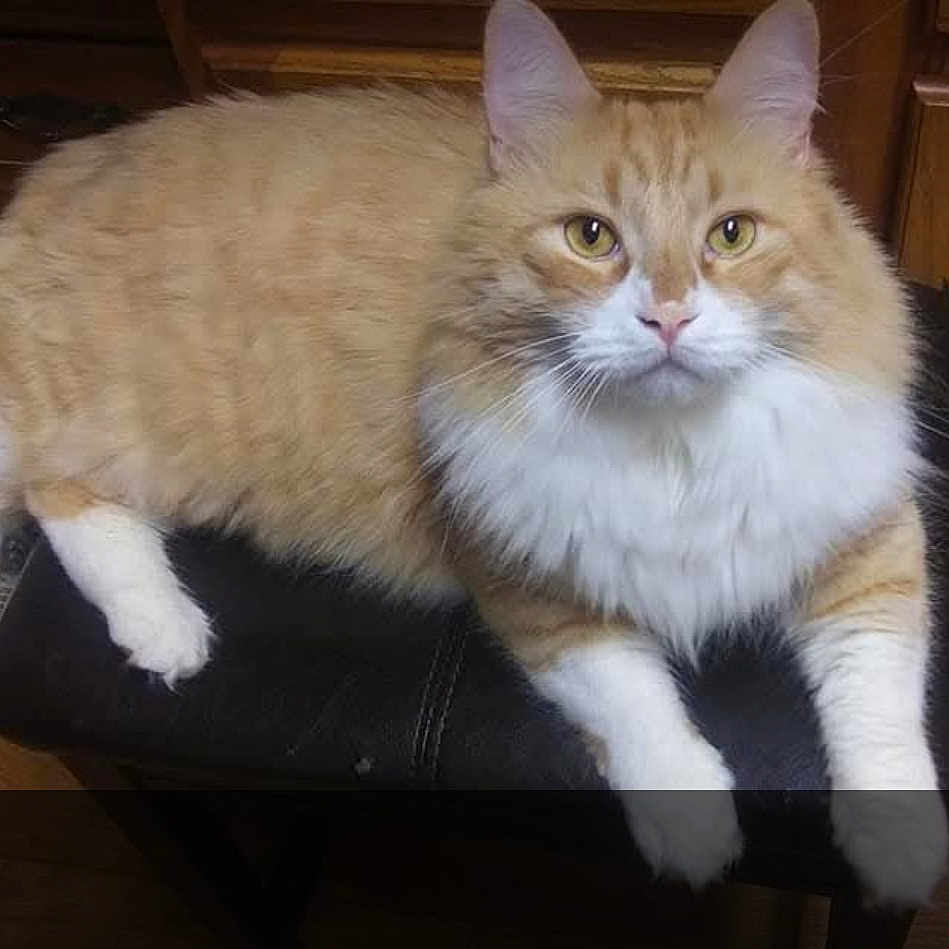 Curtis Jackson is registered to the contest to win money with this photo: animal, cat, close_up, cute, domestic_cat, fluffy, fur, furniture, indoor, looking_at_camera, mammal, orange_cat, paws, pet, relaxed, stool, whiskers, white_cat, wooden, yellow_eyes